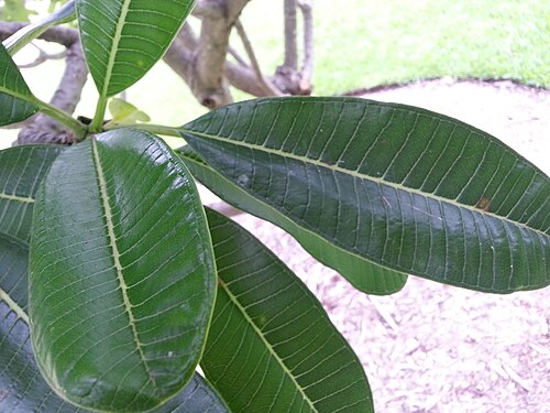 Templetree: Plumeria rubra (frangipani) leaves growing on a tree in the Brisbane City Botanic Garden in March of 2013.
