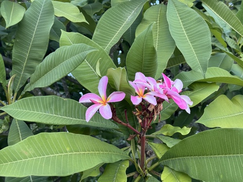 Templetree (Plumeria rubra)