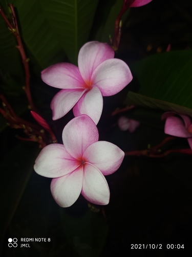 Templetree (Plumeria rubra)