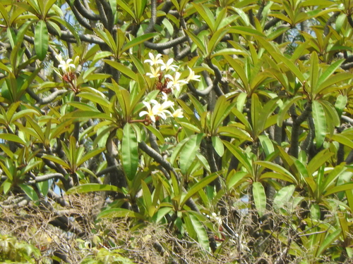 Templetree (Plumeria rubra)