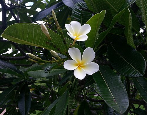 Templetree: Plumeria rubra (frangipani) flowers growing on a tree in the Brisbane City Botanic Garden in March of 2013.