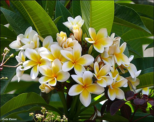 Templetree: Plumeria rubra , Israel