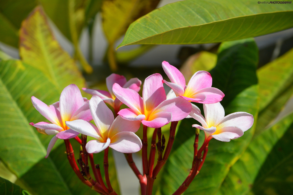 Templetree (Plumeria rubra)