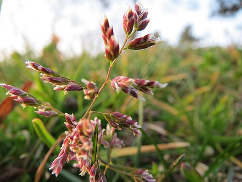 Annual bluegrass: Einjähriges Rispengras ( Poa annua ) im Landesgartenschaupark Hockenheim