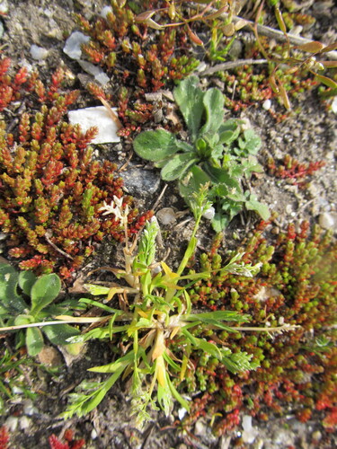 Annual bluegrass (Poa annua)