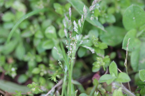 Annual bluegrass (Poa annua)