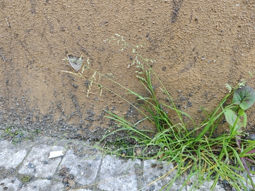 Annual bluegrass (Poa annua)