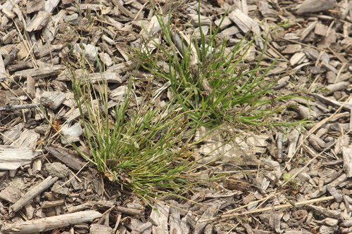 Annual bluegrass (Poa annua)