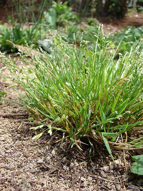Annual bluegrass: Poa annua (habit). Location: Maui, Makawao