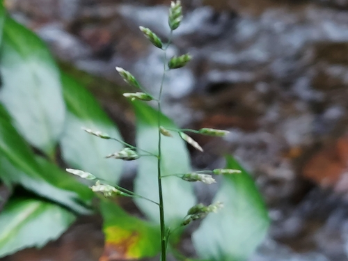 Annual bluegrass (Poa annua)