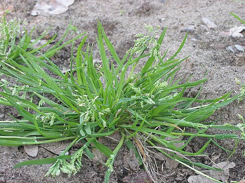 Annual bluegrass: Poa annua (annual bluegrass).