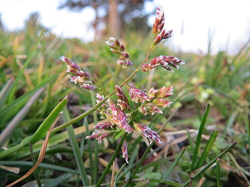 Annual bluegrass: Einjähriges Rispengras ( Poa annua ) im Landesgartenschaupark Hockenheim