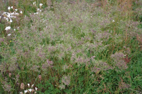 Bulbous bluegrass (Poa bulbosa)
