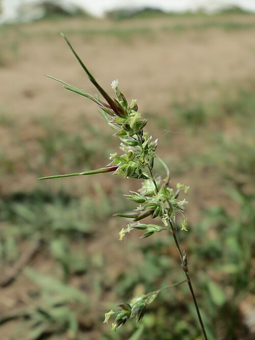 Bulbous bluegrass: Zwiebel-Rispengras ( Poa bulbosa ) am Dreieichenbuckel