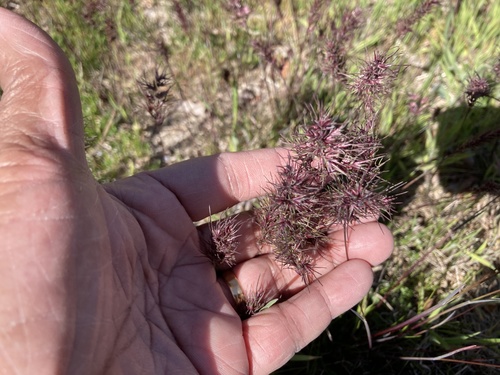 Bulbous bluegrass (Poa bulbosa)