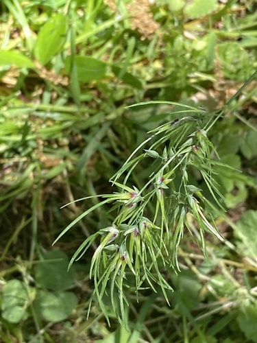 Bulbous bluegrass (Poa bulbosa)