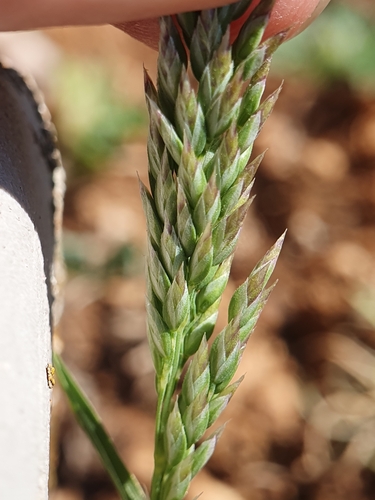 Bulbous bluegrass (Poa bulbosa)