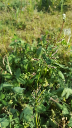 Bulbous bluegrass (Poa bulbosa)