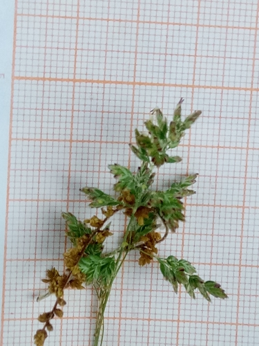 Bulbous bluegrass (Poa bulbosa)