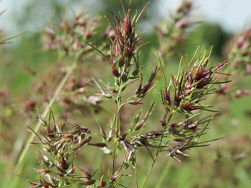 Bulbous bluegrass: Zwiebel-Rispengras ( Poa bulbosa ) in Hockenheim