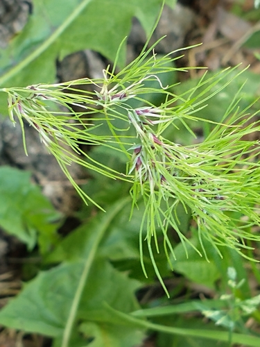 Bulbous bluegrass (Poa bulbosa)