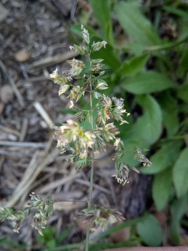 Bulbous bluegrass (Poa bulbosa)