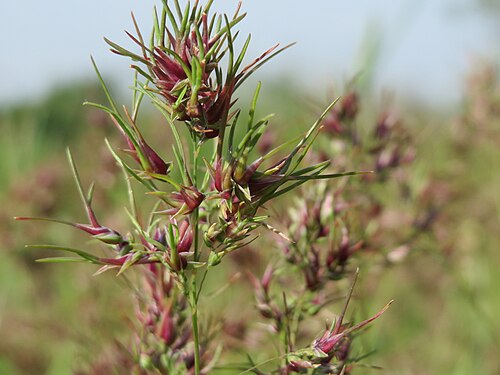 Bulbous bluegrass: Zwiebel-Rispengras ( Poa bulbosa ) in Hockenheim