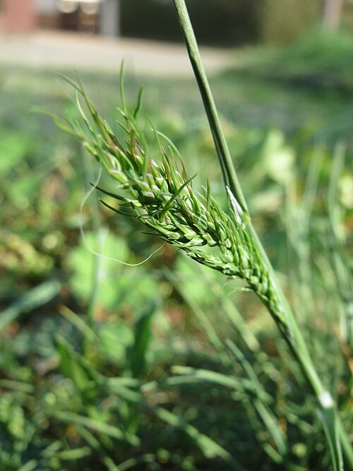 Bulbous bluegrass: Zwiebel-Rispengras ( Poa bulbosa ) auf einem Grünstreifen zwischen Eisenbahnstraße und Am Damm in Hockenheim