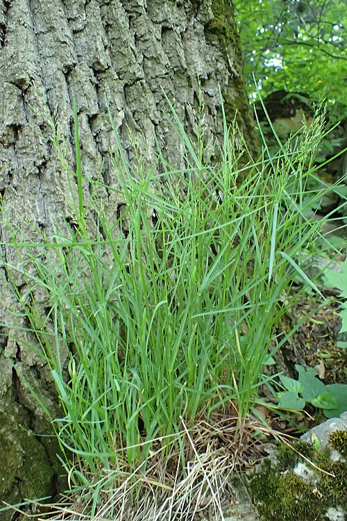 Wood bluegrass: Poa nemoralis in Cluj-Napoca Botanical Garden