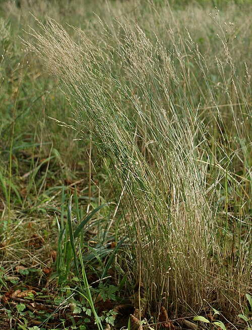 Wood bluegrass: Poa nemoralis, beech forest near Kołobrzeg