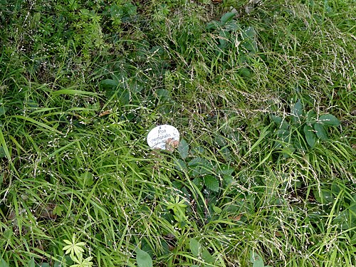 Wood bluegrass: Botanical specimen in the Botanischer Garten, Frankfurt am Main, located at Siesmayerstraße 72, Frankfurt am Main, Germany.