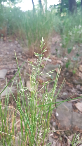 Wood bluegrass (Poa nemoralis)