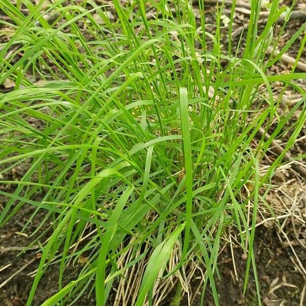 Wood bluegrass (Poa nemoralis)