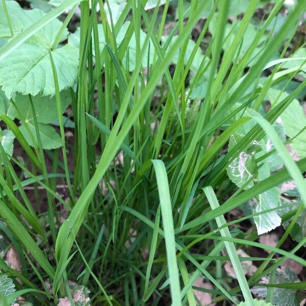Wood bluegrass (Poa nemoralis)