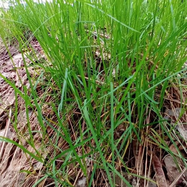 Wood bluegrass (Poa nemoralis)