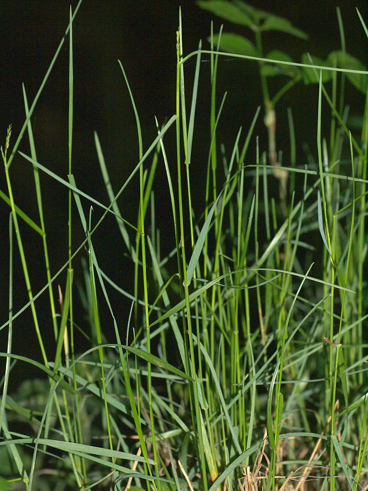 Wood bluegrass: Poa nemoralis in a forest near Helmeroth , Germany.