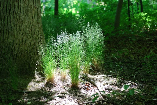 Wood bluegrass (Poa nemoralis)