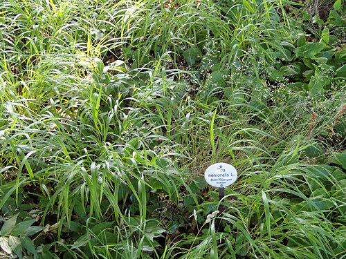 Wood bluegrass: Botanical specimen in the Botanischer Garten, Frankfurt am Main, located at Siesmayerstraße 72, Frankfurt am Main, Germany.
