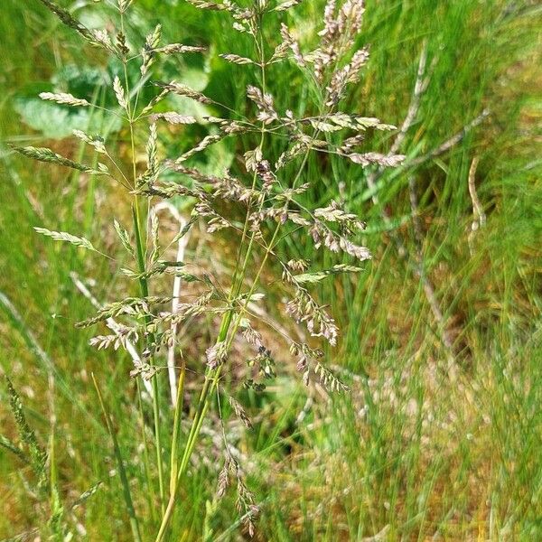 Kentucky bluegrass (Poa pratensis)