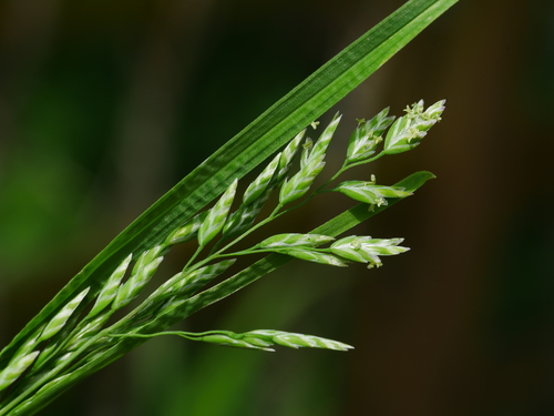 Kentucky bluegrass (Poa pratensis)