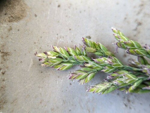 Kentucky bluegrass (Poa pratensis)
