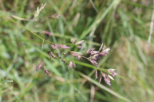 Kentucky bluegrass (Poa pratensis)
