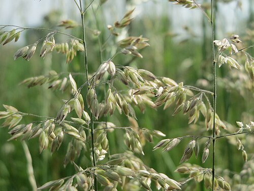 Kentucky bluegrass: Wiesen-Rispengras ( Poa pratensis ) bei Hockenheim