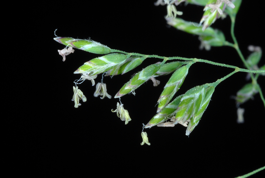 Kentucky bluegrass (Poa pratensis)