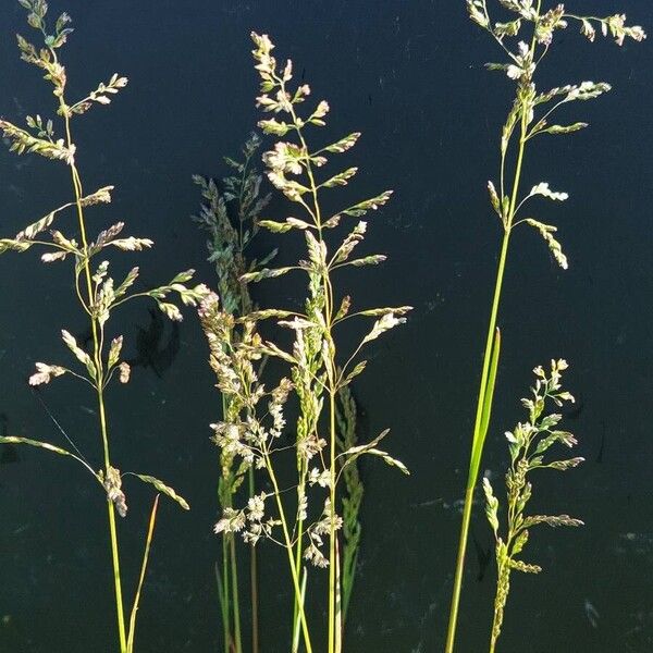 Kentucky bluegrass (Poa pratensis)