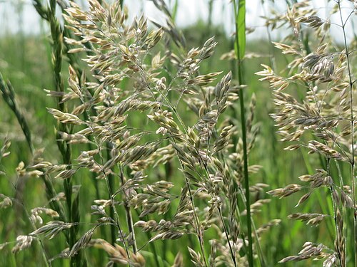 Kentucky bluegrass: Wiesen-Rispengras ( Poa pratensis ) in Hockenheim