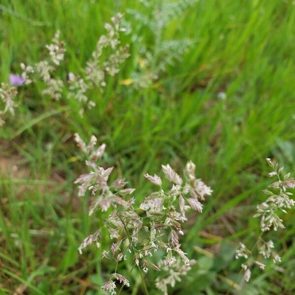 Kentucky bluegrass (Poa pratensis)