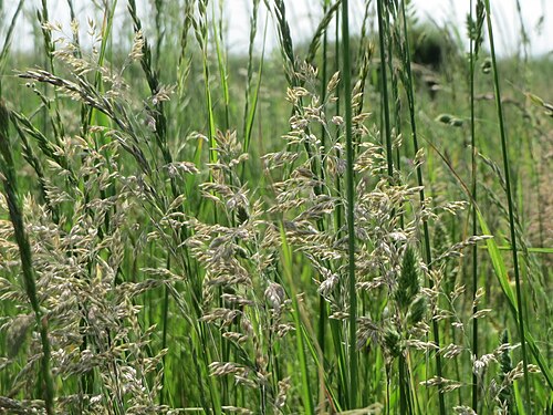 Kentucky bluegrass: Wiesen-Rispengras ( Poa pratensis ) in Hockenheim