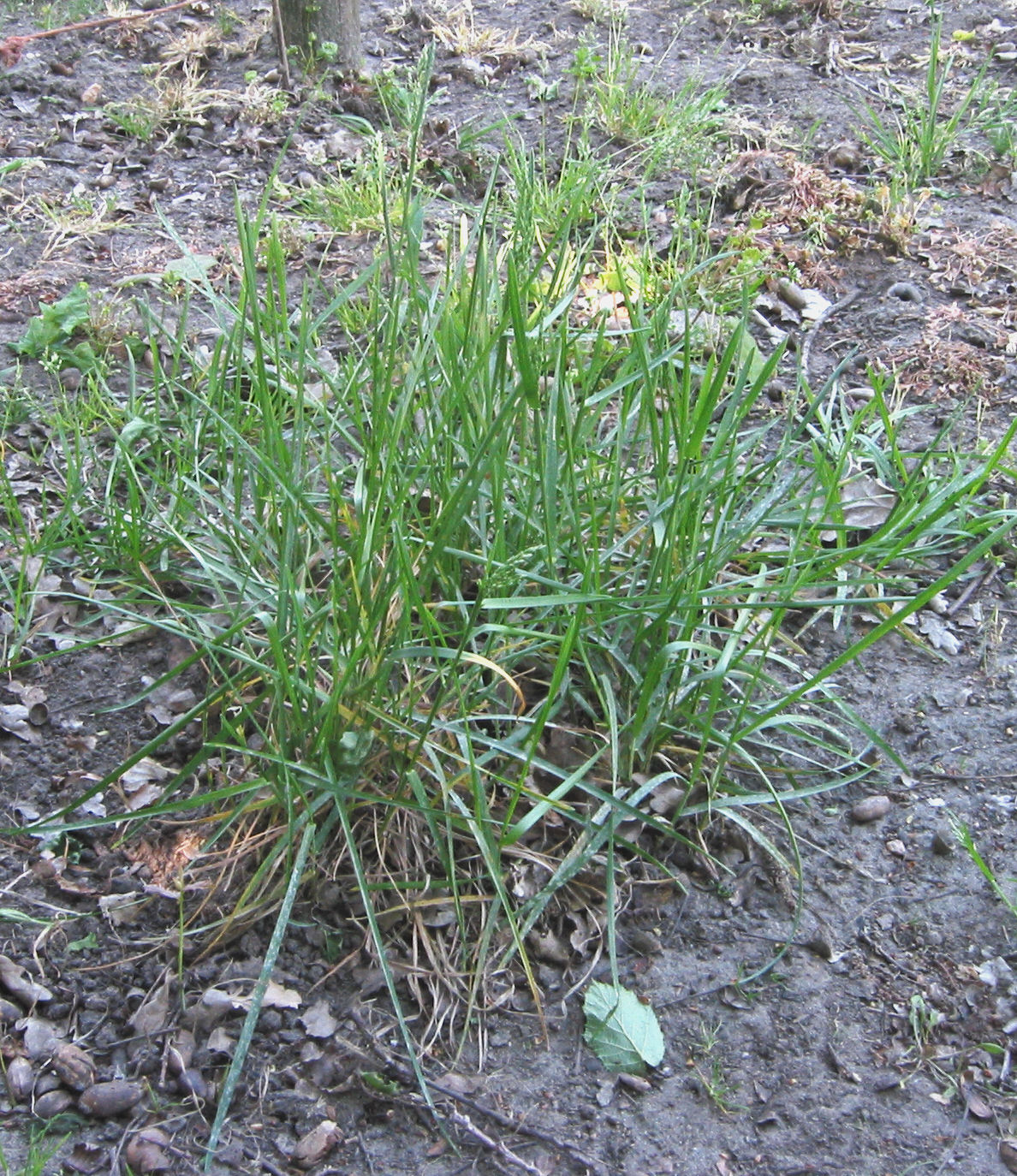 Kentucky bluegrass: Poa pratensis (Veldbeemdgras plant).