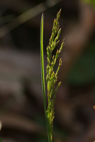 Kentucky bluegrass (Poa pratensis)